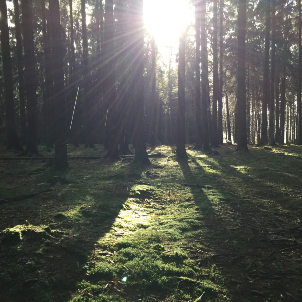 Een bos in Duitsland van SES-Creative.