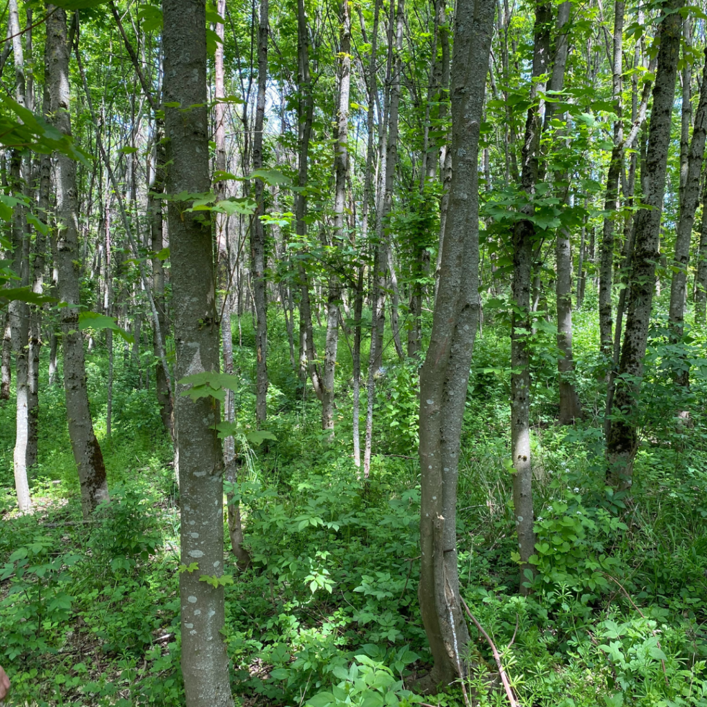 Een bos in Duitsland van SES-Creative.